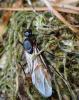 Camponotus ligniperda